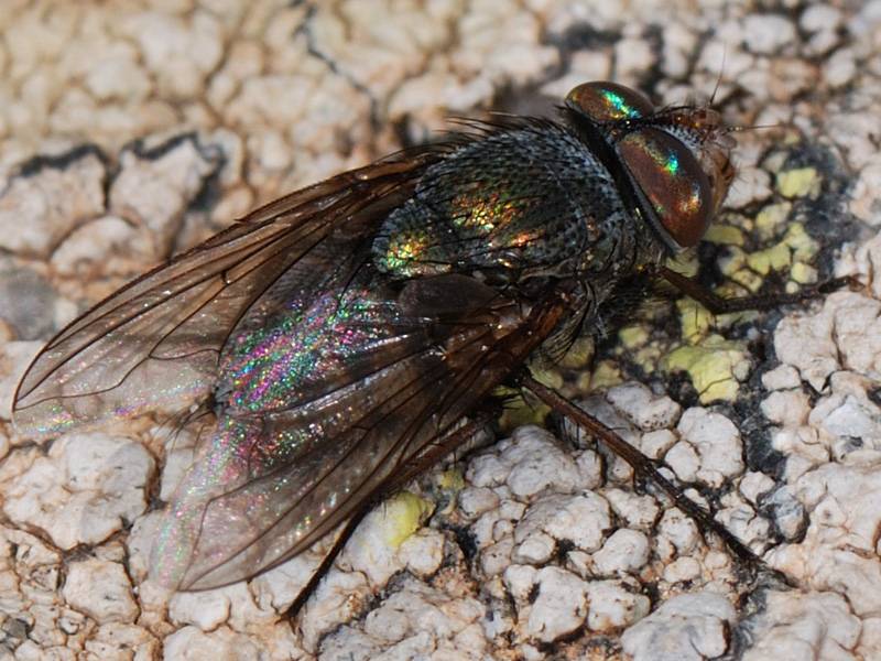 Dittero Calliphoridae: Rhyncomya sp.